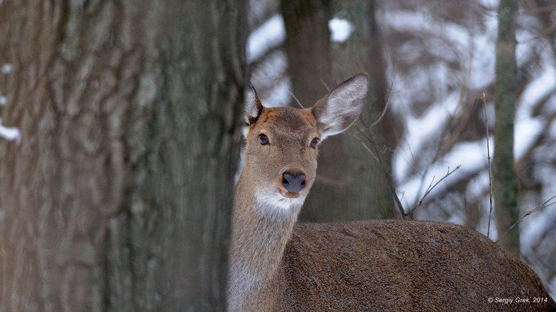 Прятки фото превью