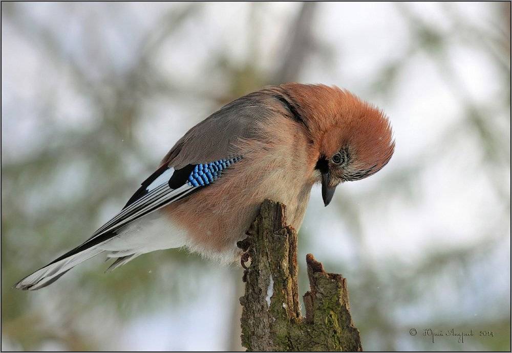 , Юрий Андреев