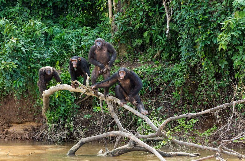 камерун, африка, шимпанзе , Сородичи. фото превью