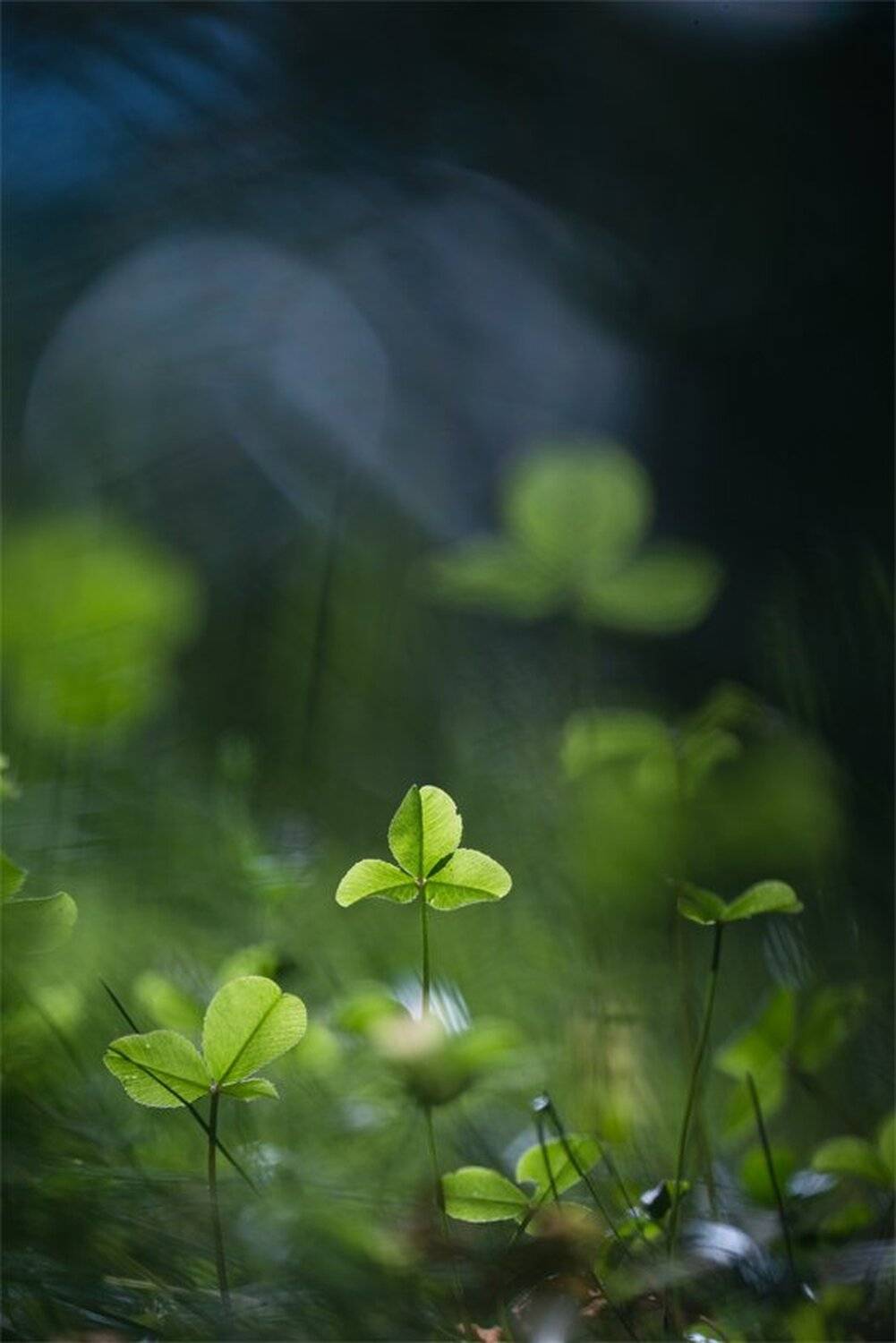 Nikon D 800, Воронеж, Клевер, Макро, Свет, Травы, Флора, Эхо, Геннадий Мещеряков