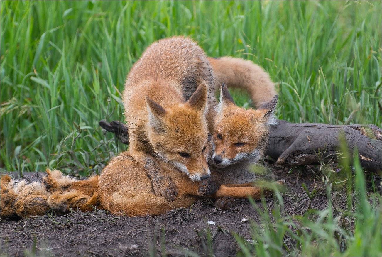 , Руслан Сигушин