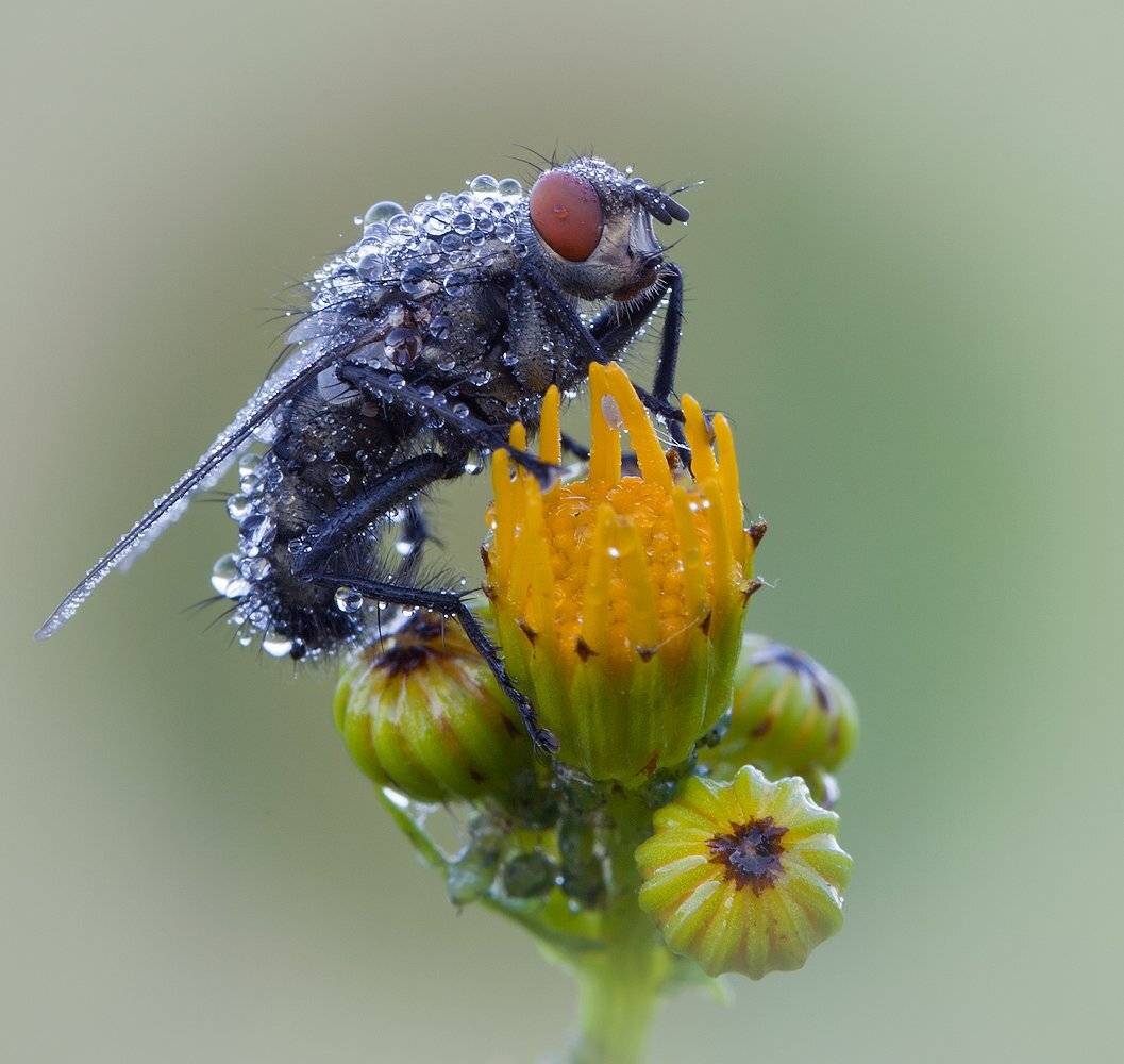 , Андрей Канышев