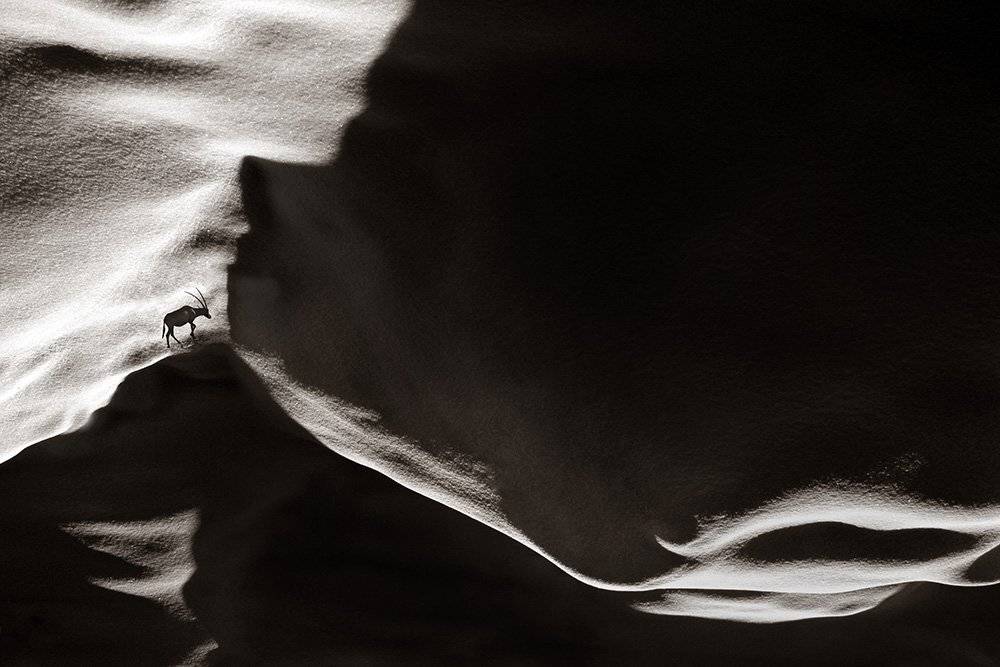 Alone, Animal, Concept, Conceptual, Desert, Fine art, Paradox, Shadow, milad safabakhsh