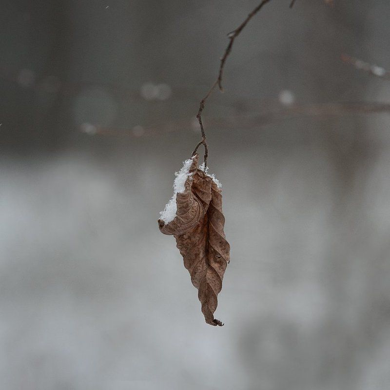 Еще не зима.... фото превью