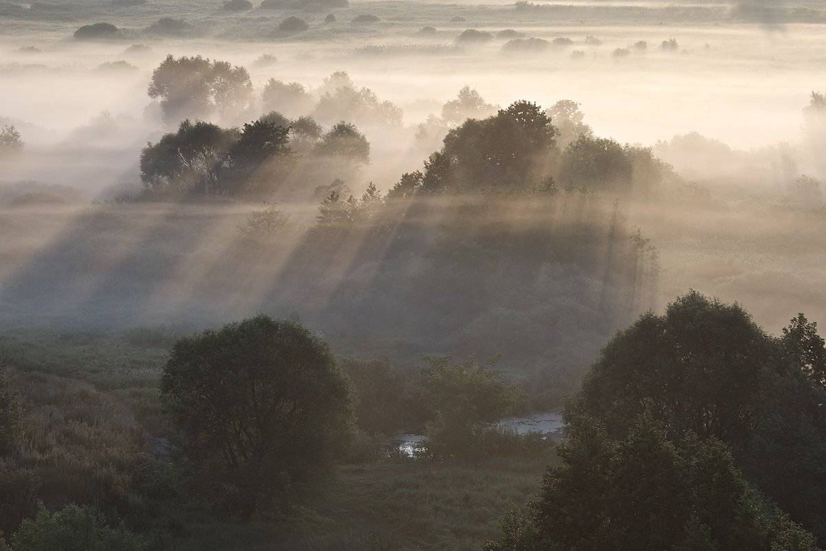 природа,пейзаж,россия,пойма реки воронеж,туман,лето,, Мазурин Евгений