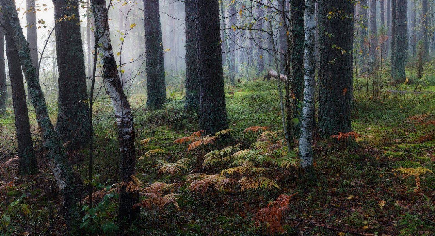 , Дмитрий Алексеев