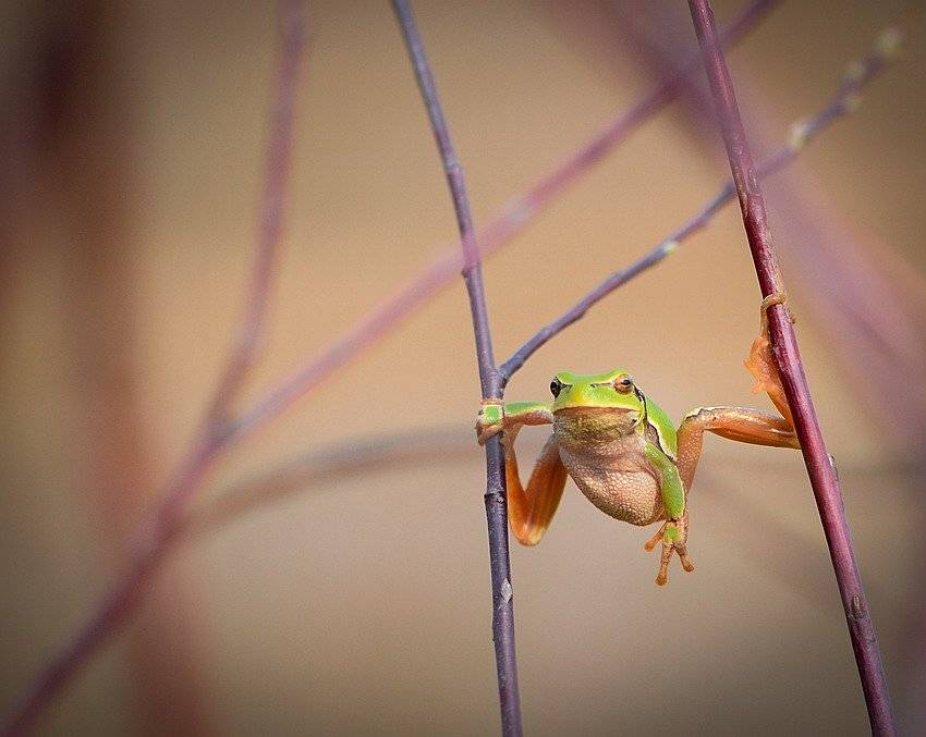 , Вячеслав Мищенко