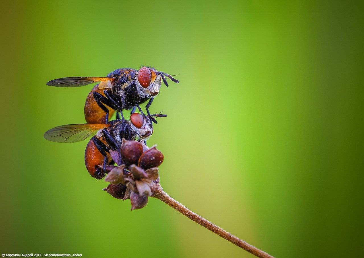 , Андрей Корочкин