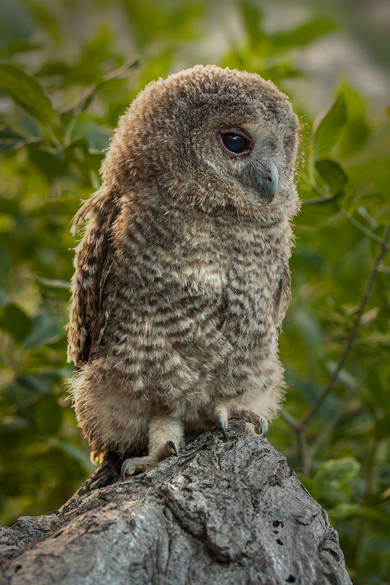 , Роман Рысь