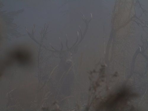 Олень в тумане