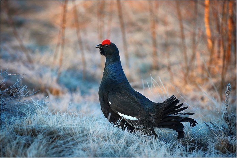 Тетерев фото превью