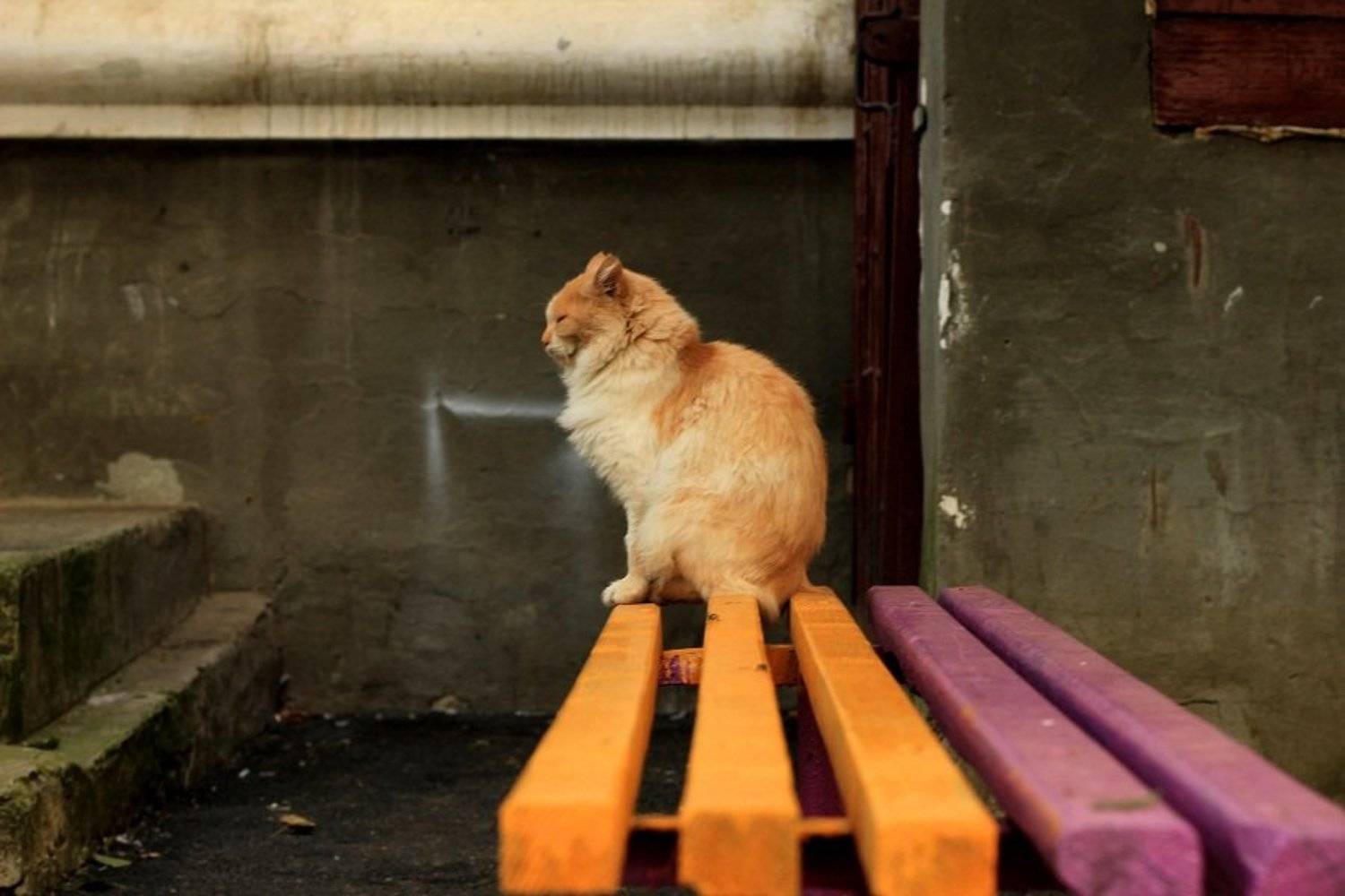 , Сюзанна Шевченко