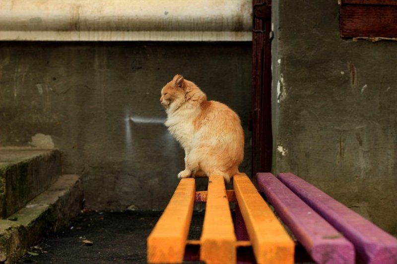 ........... фото превью