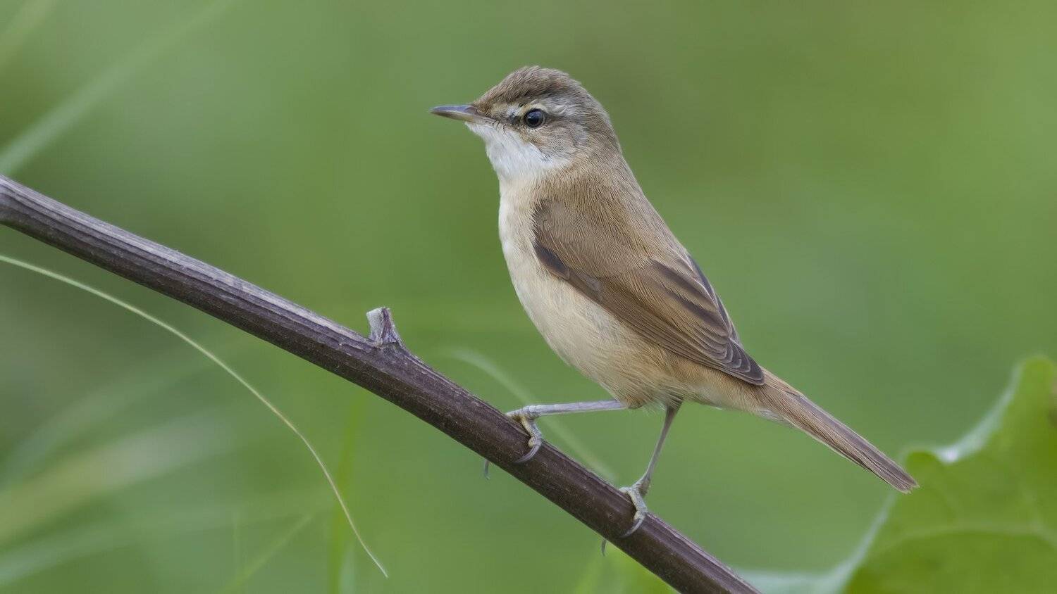 Индийская камышевка, Ляпустин Юра