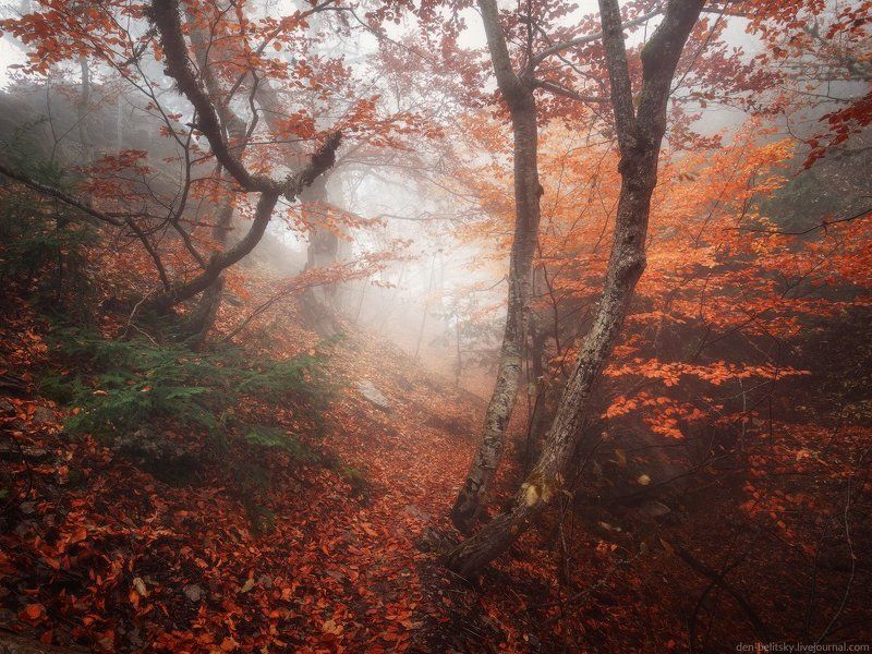 Деревья, Крым, Лес, Облака, Осень, Пейзаж, Туман, Утро Мир туманов Ай-Петри фото превью