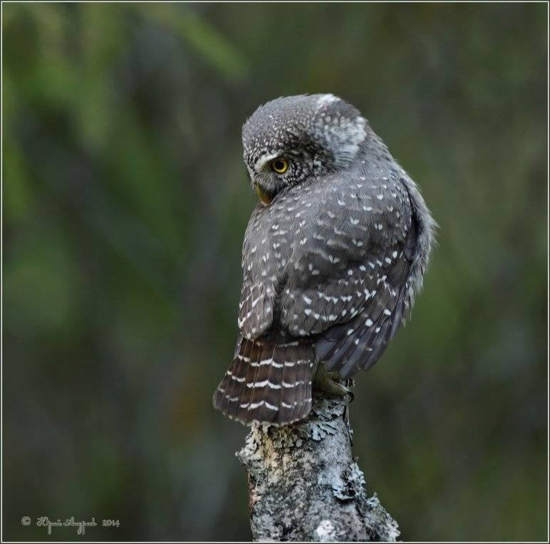 , Юрий Андреев