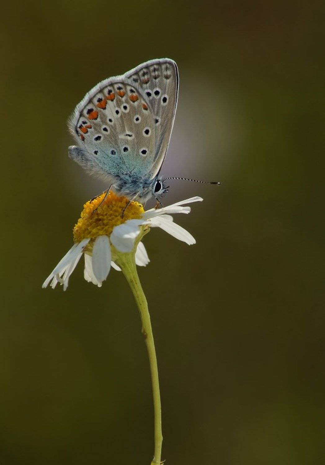 , Чепленко Алексей