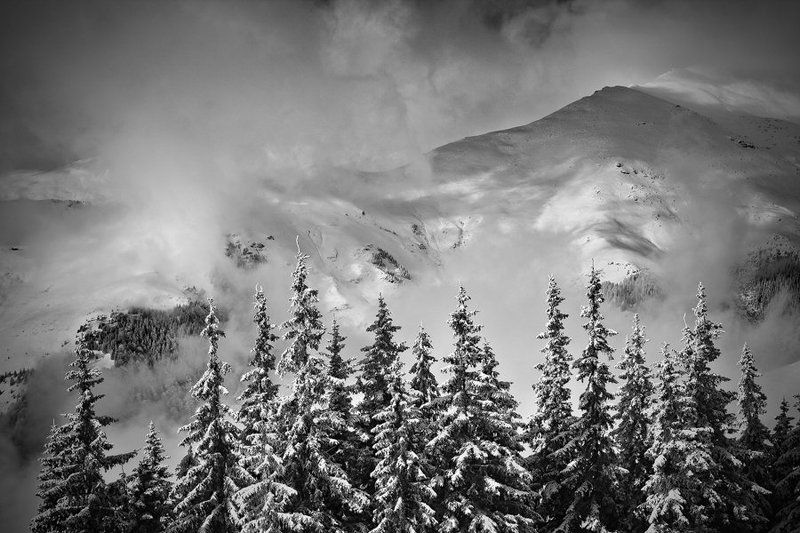 over the hedge фото превью