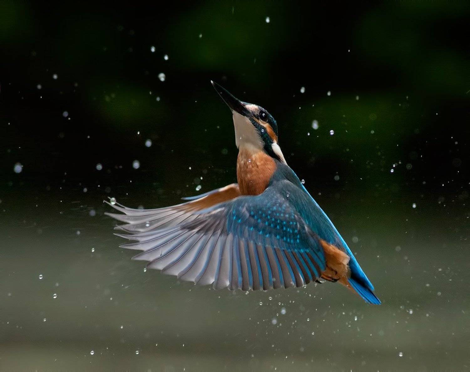 , Стефан Дянков