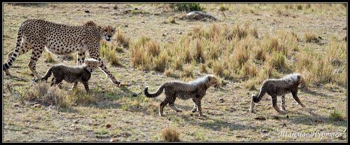 Масаи Мара. Вечно в пути...