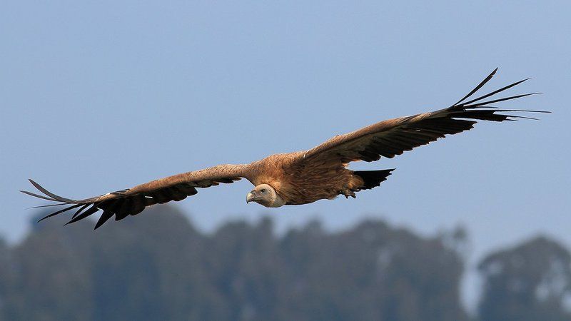 400mm, 7D, Animals, Birds, Griffon, Гриф, Животные, Орел, Птицы Немного об орлах.. фото превью