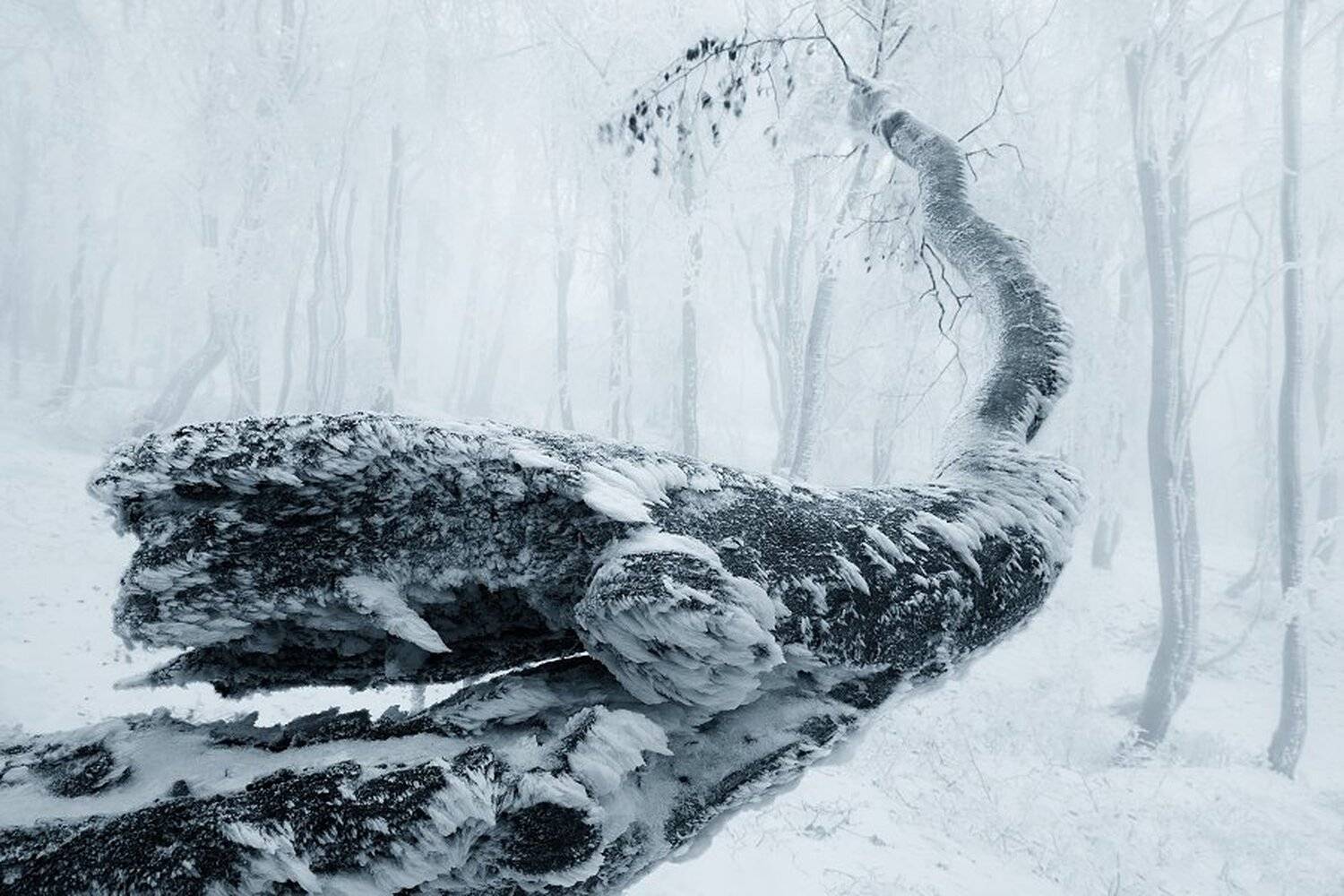 Czech republic, Fog, Forest, Frozen Forest, Mist, Ore mountains, Snow, Winter, Daniel Řeřicha