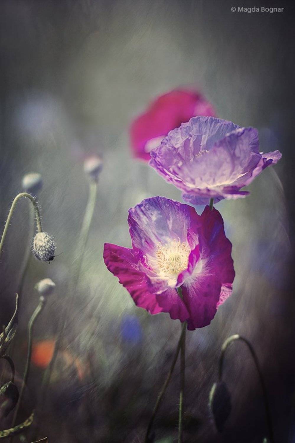, Magda Bognar