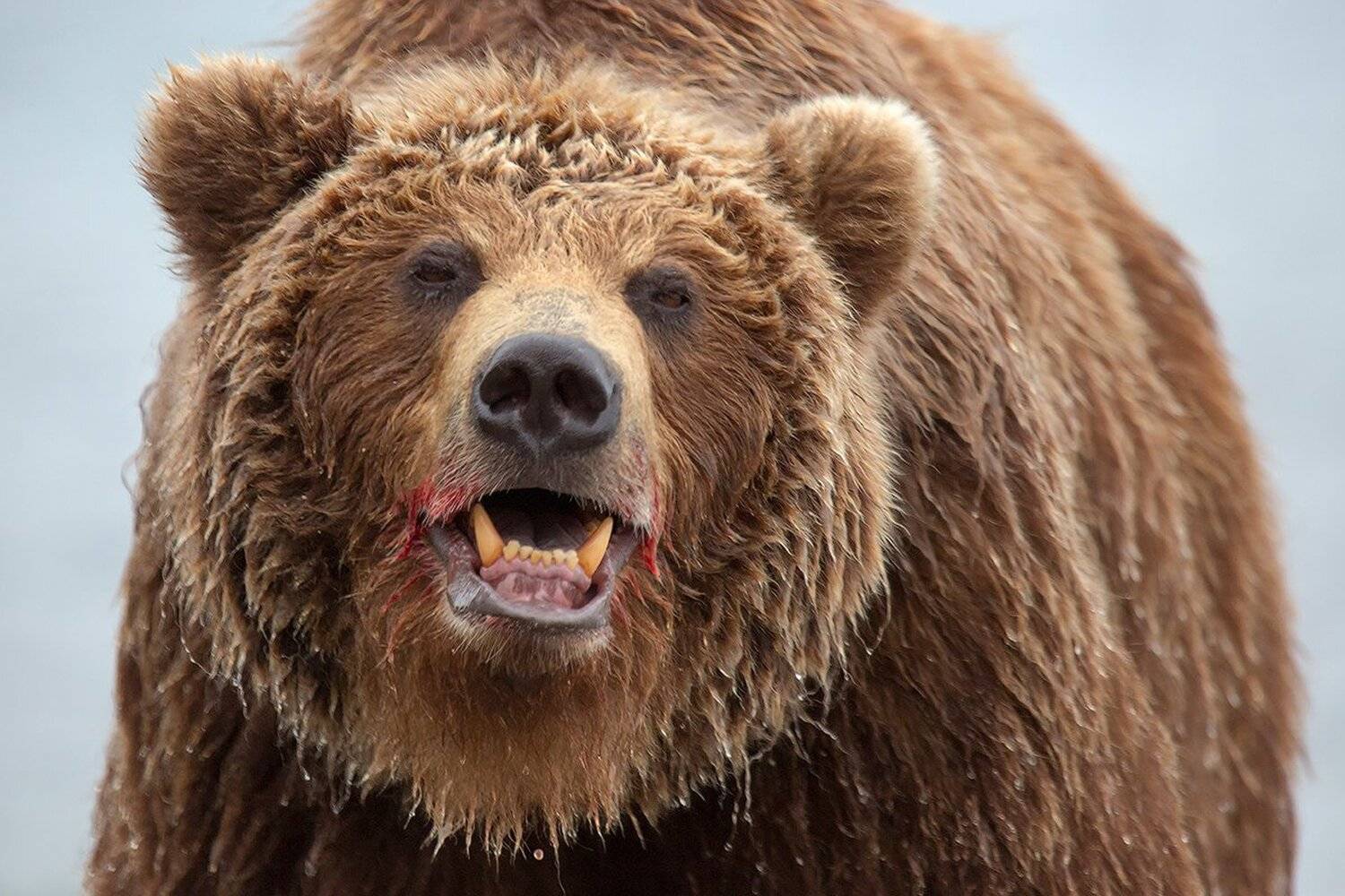 камчатка, медведь, озеро,, Денис Будьков