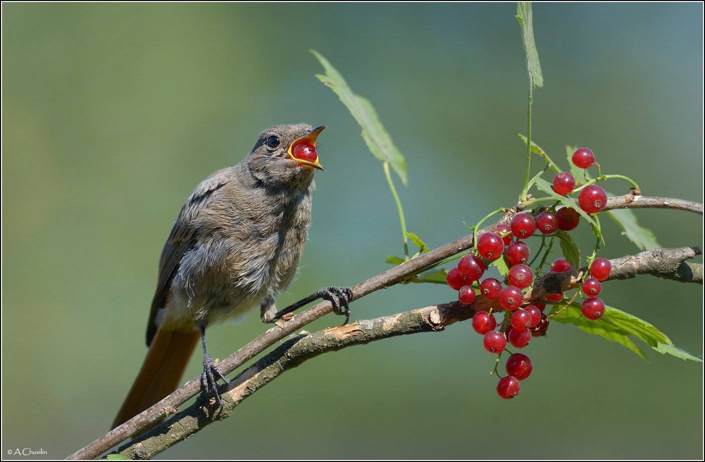 горихвостка,смородина,не,подавится, Александр Чувилин