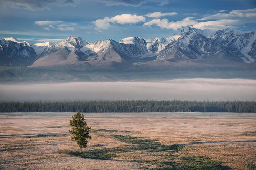 Курайская степь