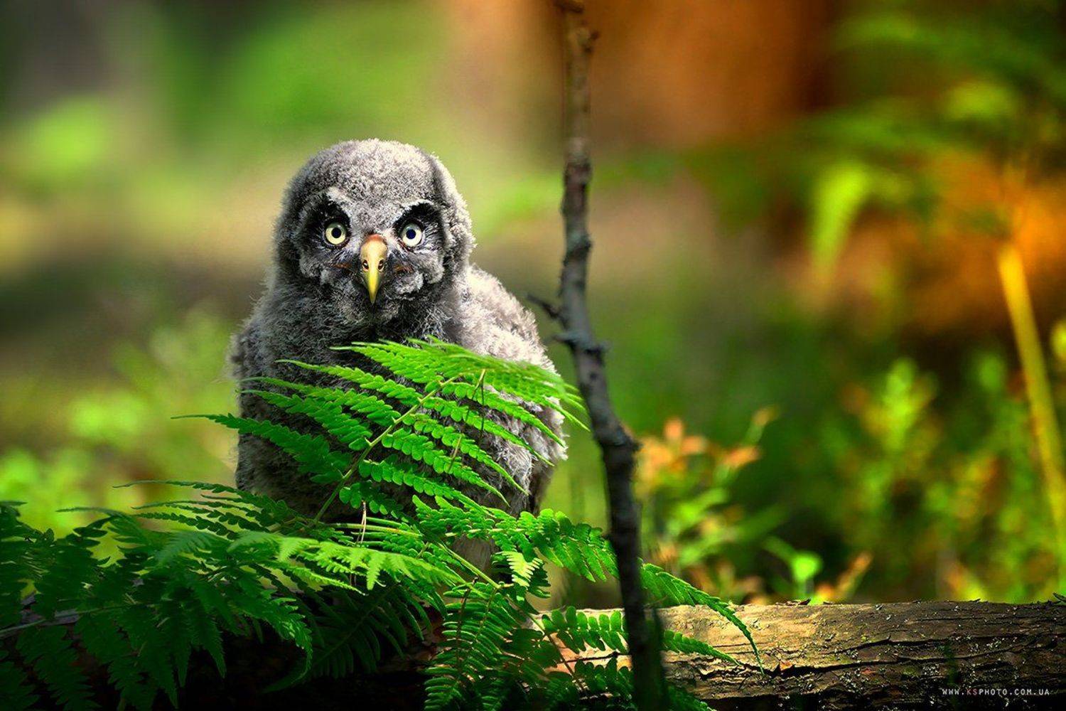 , Kantsyrenko Sergey