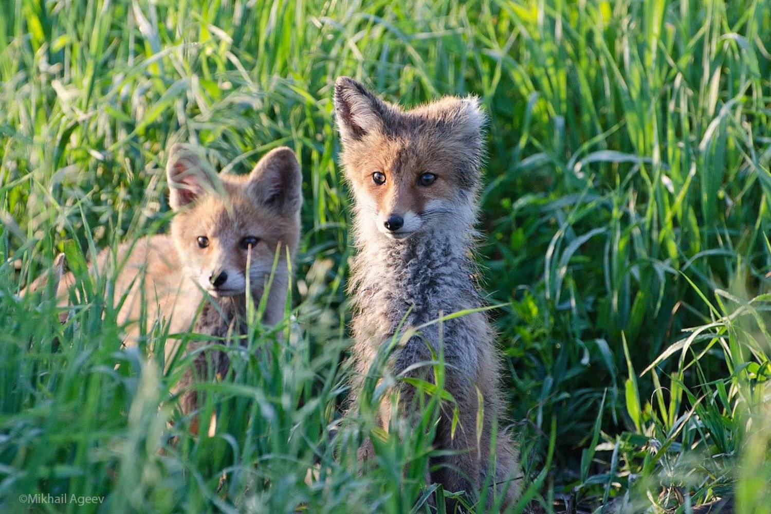 лисята, Михаил Агеев
