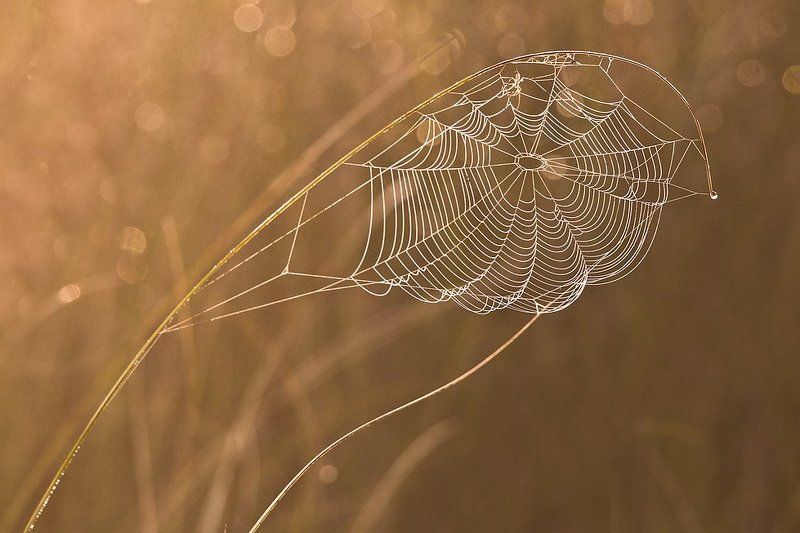 Серебристый плен фото превью