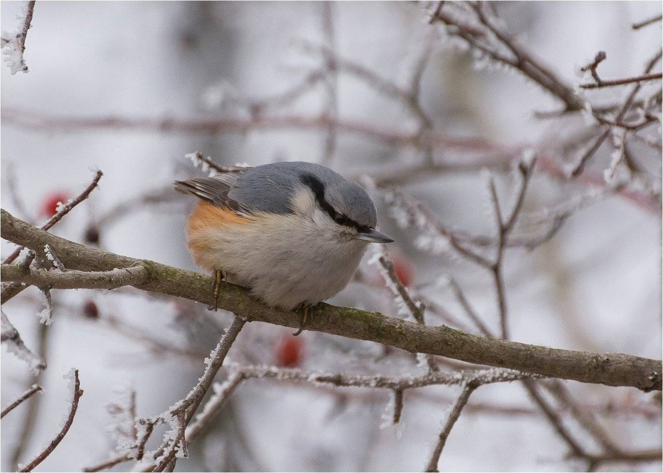 , Руслан Сигушин