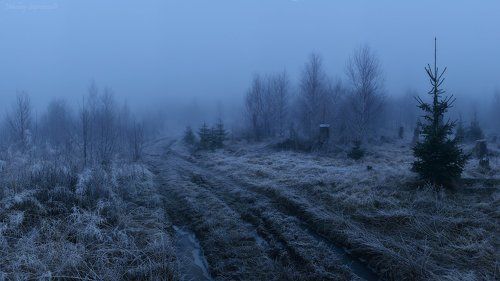 Промозглая погода на дороге через карликовый лес