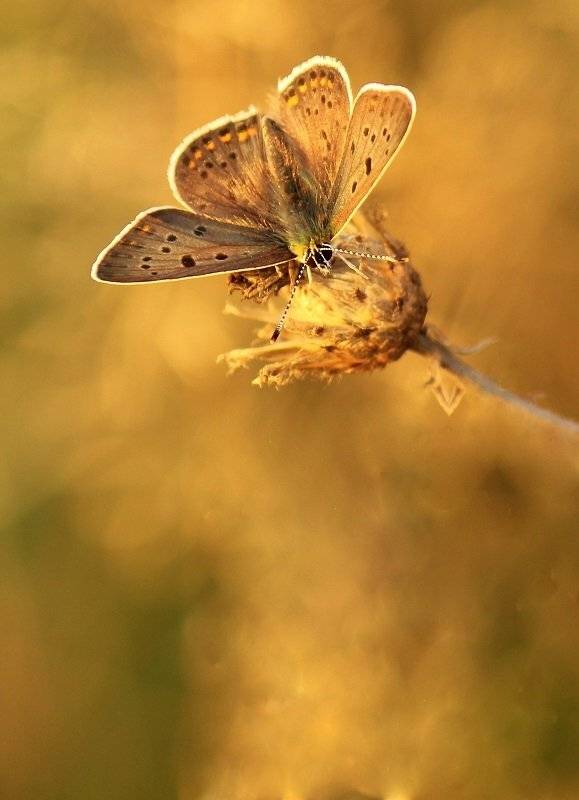 , Pawel Plucinski