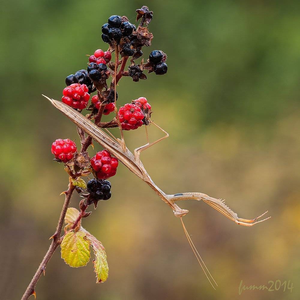 , Игорь ФУММ