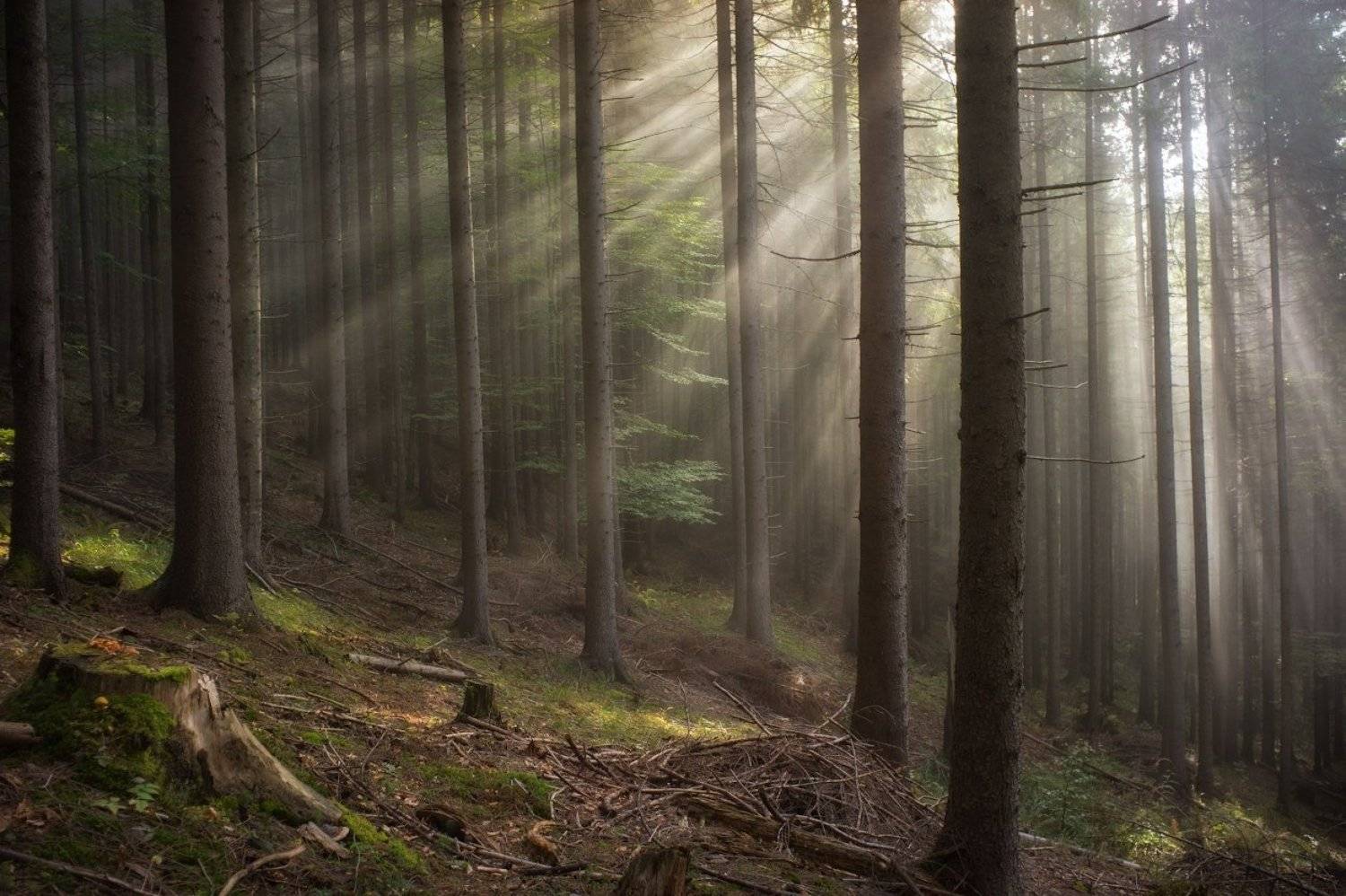 Карпаты, Лес, Свет, Пеккер Сергей