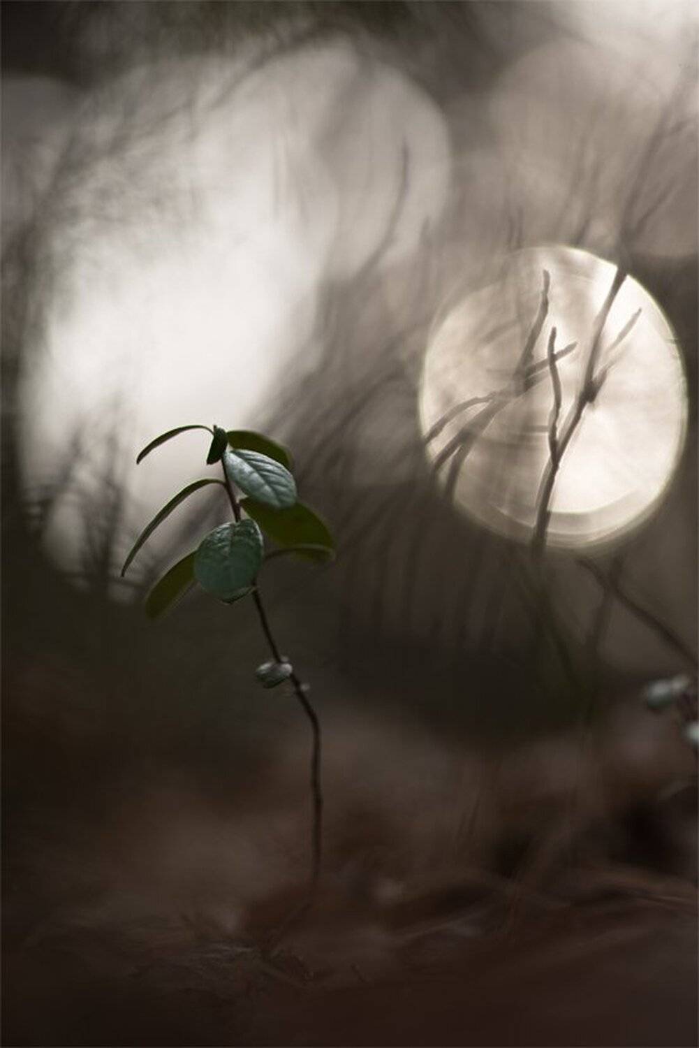 , Геннадий Мещеряков