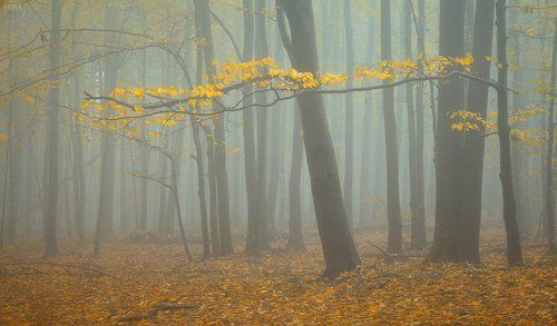 опавшая вуаль