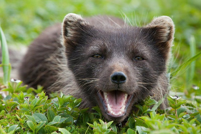 Nature, Wildlife, командоры, песец Портрет Командорского песца фото превью