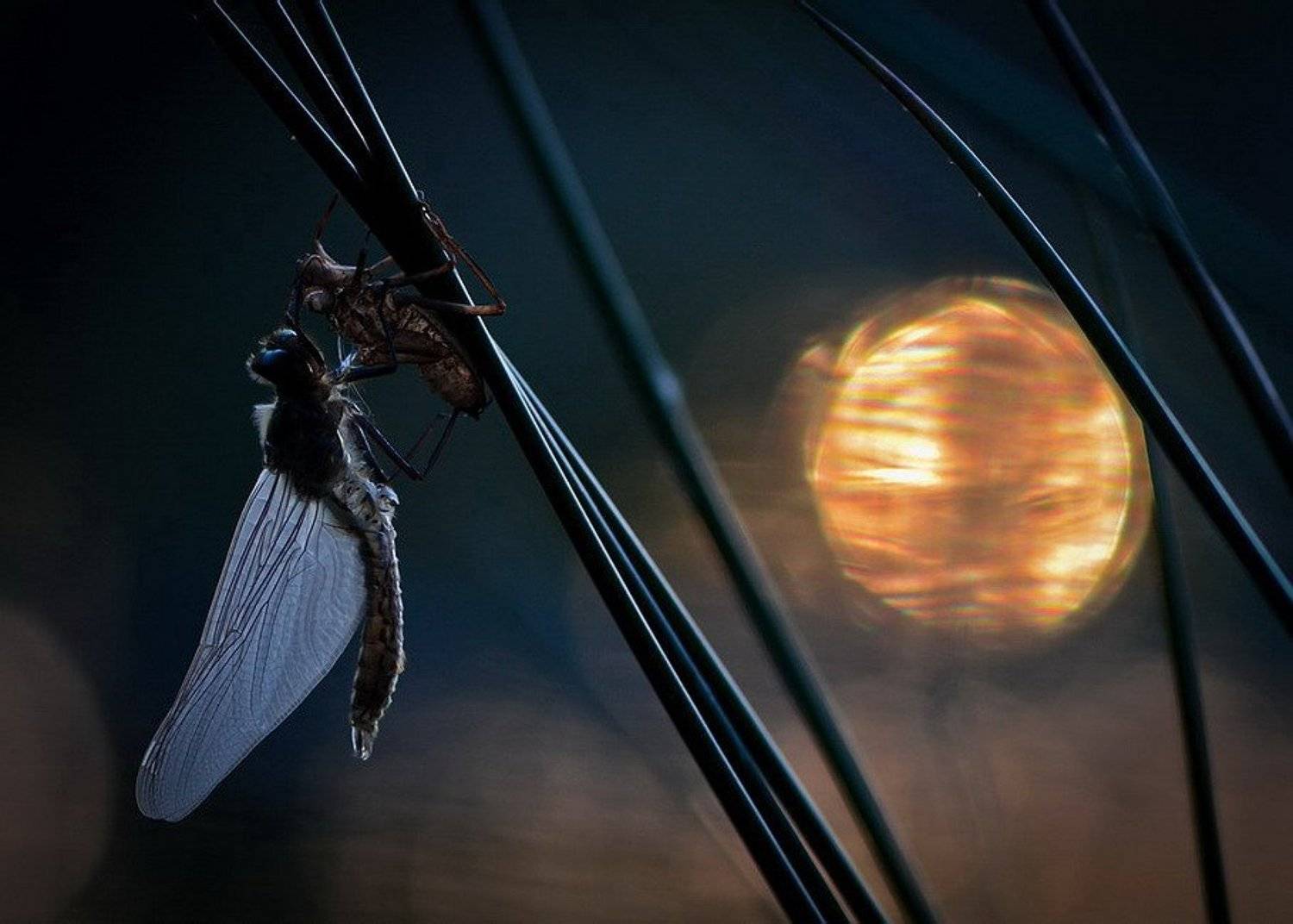 , Вячеслав Мищенко