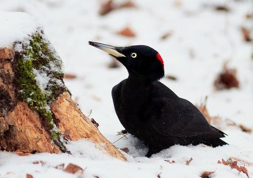 хроника одного знакомства