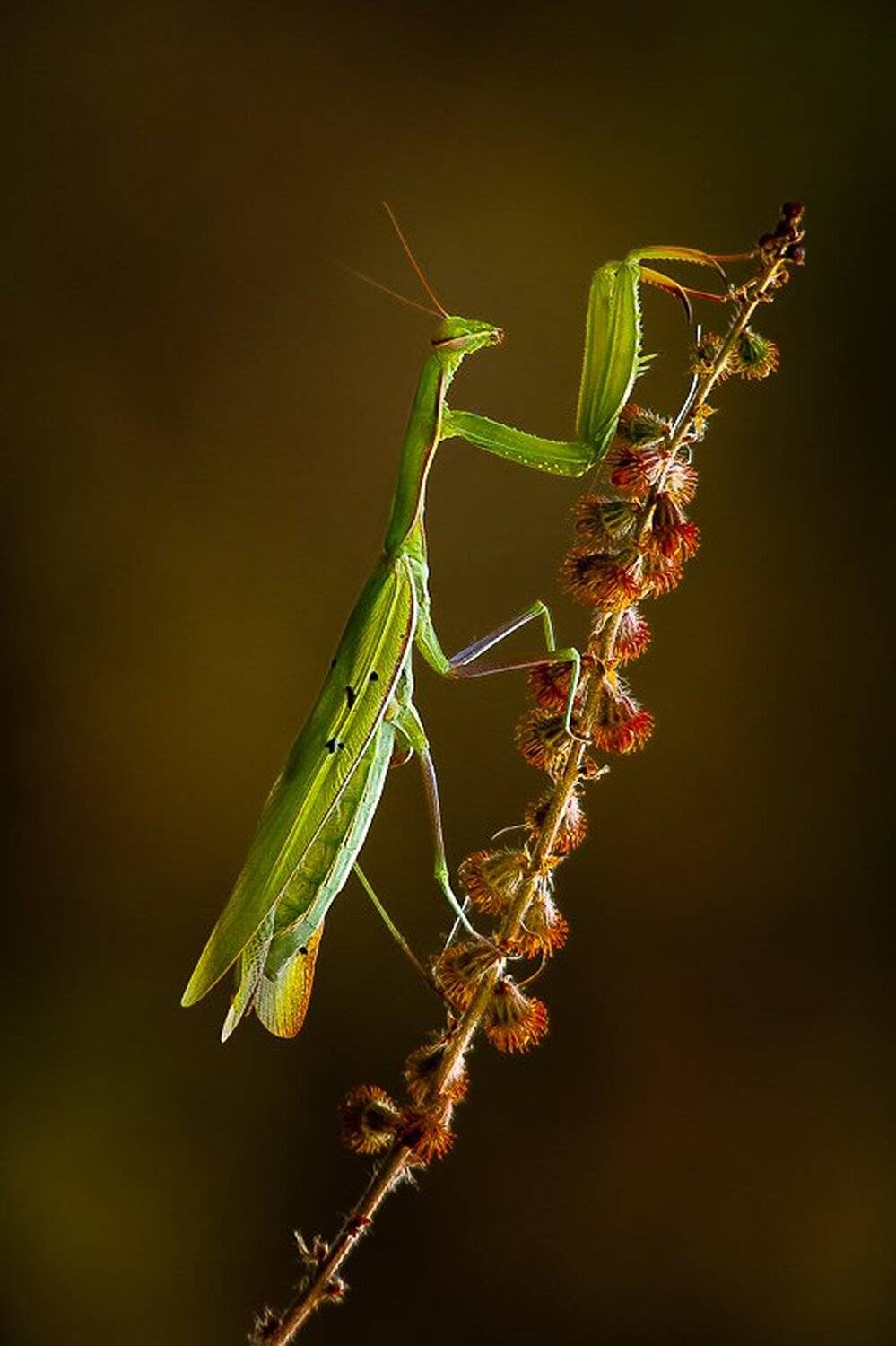 , Gabriel Prescornita