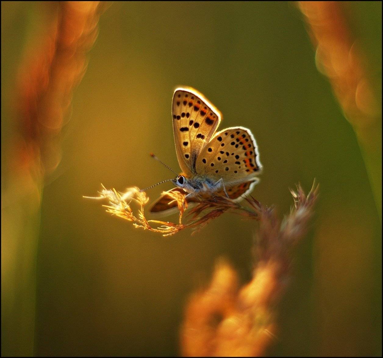, Krzysztof Trojanowski