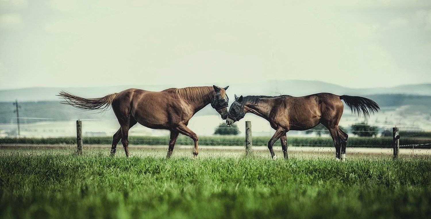 Встреча, Германия, Лето, Лошади, Kljuchenkow Aleksandr
