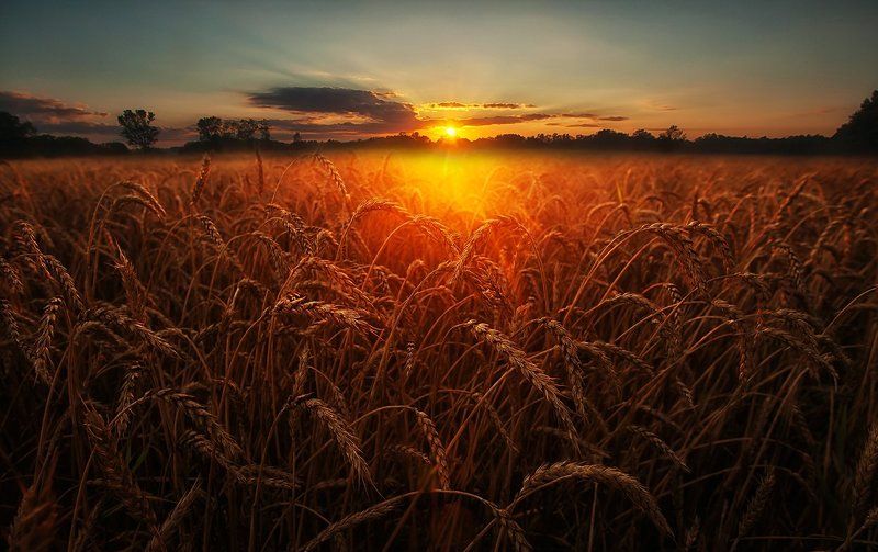 Time to harvest