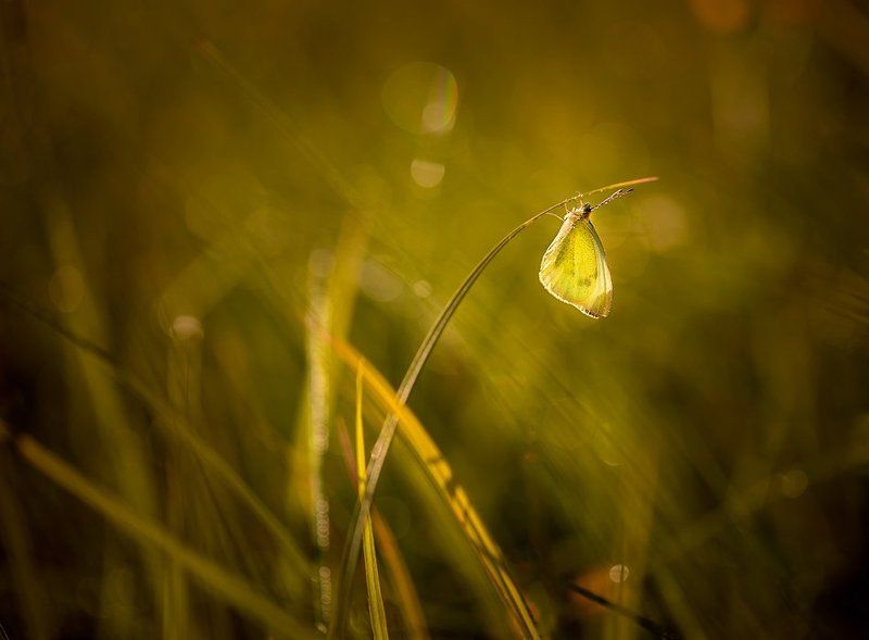 /i( фото превью