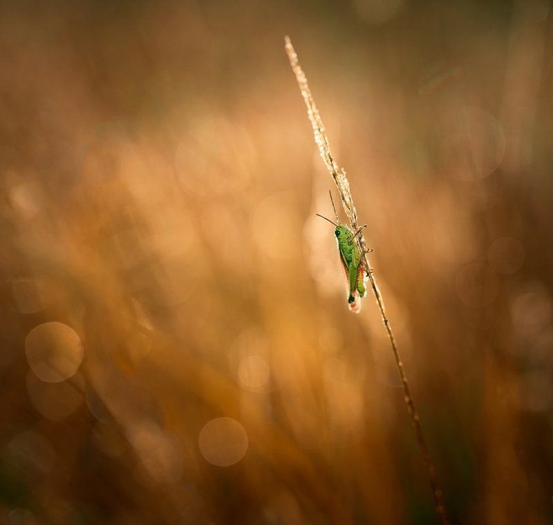 grasshopper фото превью