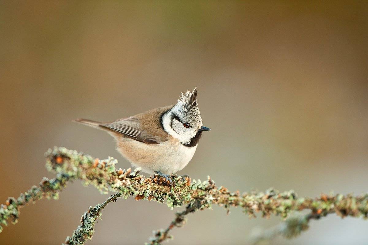 , Юрий Кулаков